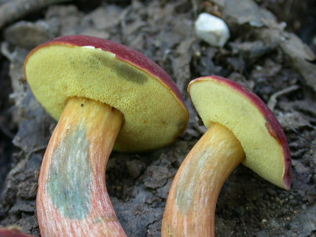 Boletus da determinare >>> n� 7